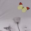 Зонт TORM 315 Бабочки