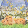 Зонтик детский трость Zest 221571-8109 Кролики на лужайке