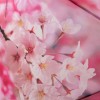 Женский зонтик в пять сложения Zest 253625 Цветы вишни